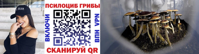 Псилоцибиновые грибы Psilocybe  Купить закладки  Сураж 
